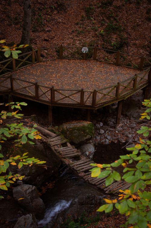 Free Wooden platform surrounded by autumn leaves in a tranquil forest setting. Stock Photo