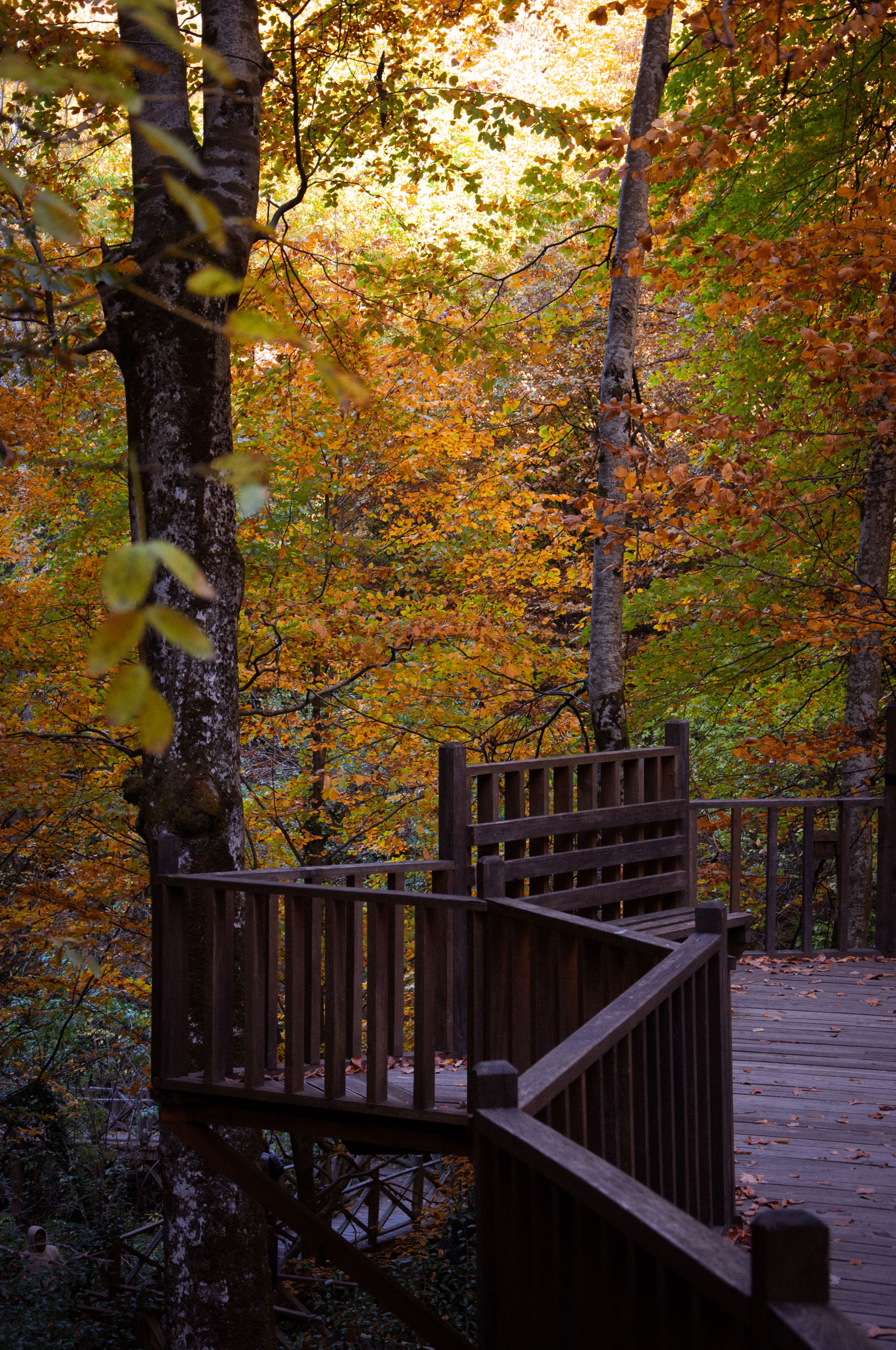 Scenic Wooden Walkway in Vibrant Autumn Forest · Free Stock Photo