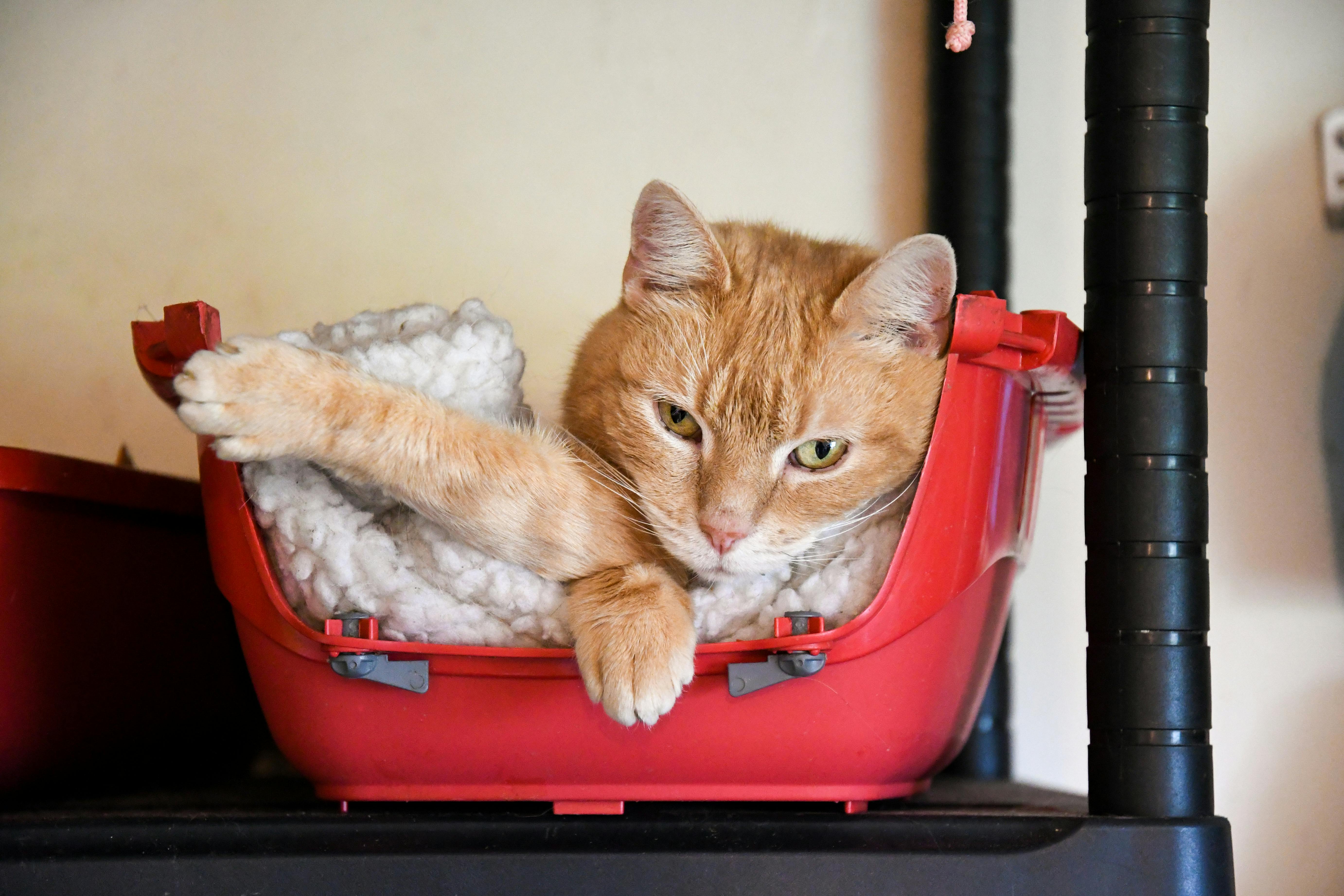 Adorable ginger cat lounging in a red pet bed, exuding warmth and comfort indoors.