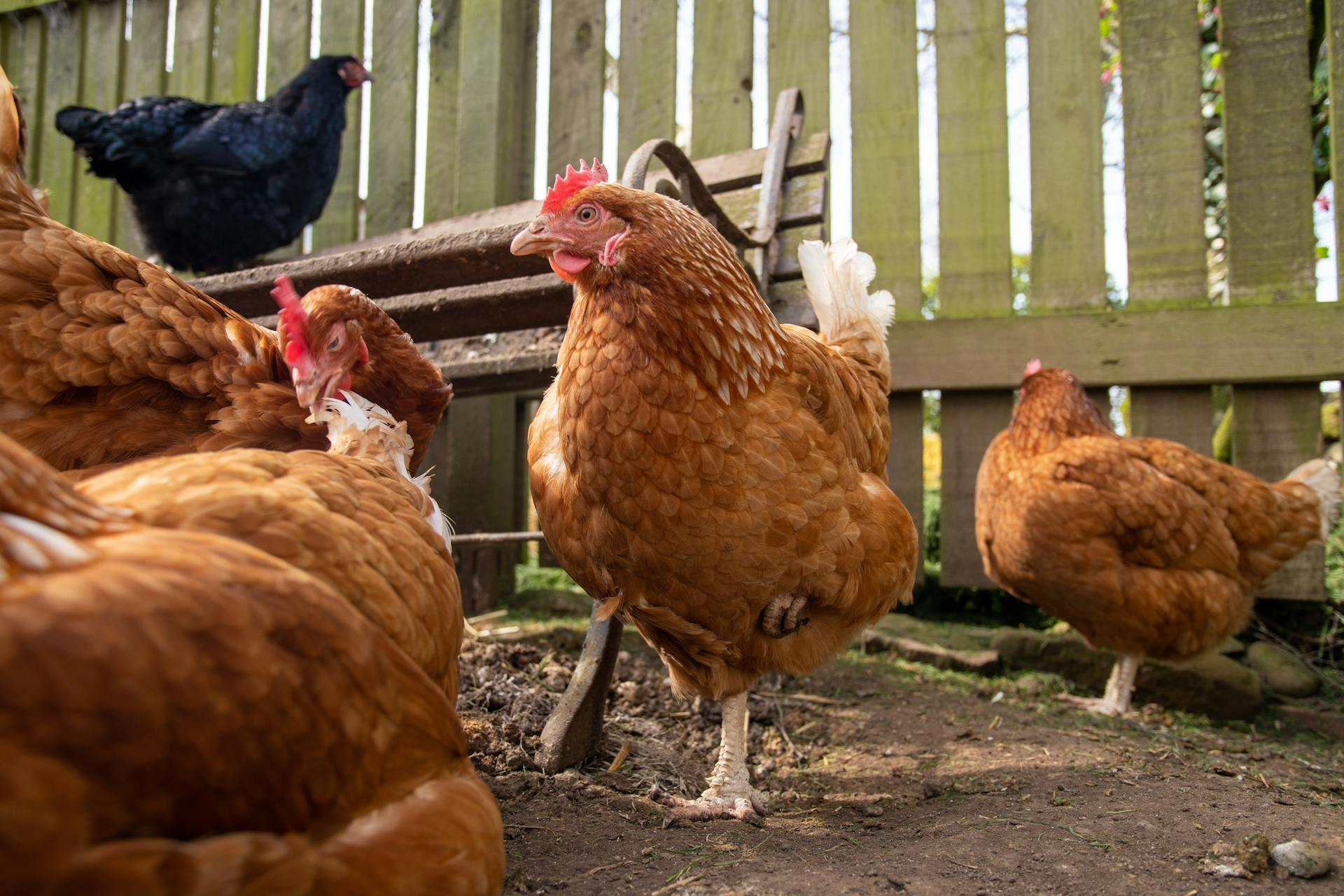 Group of Isa Brown chickens in an outdoor coop, showcasing natural behavior and environment.