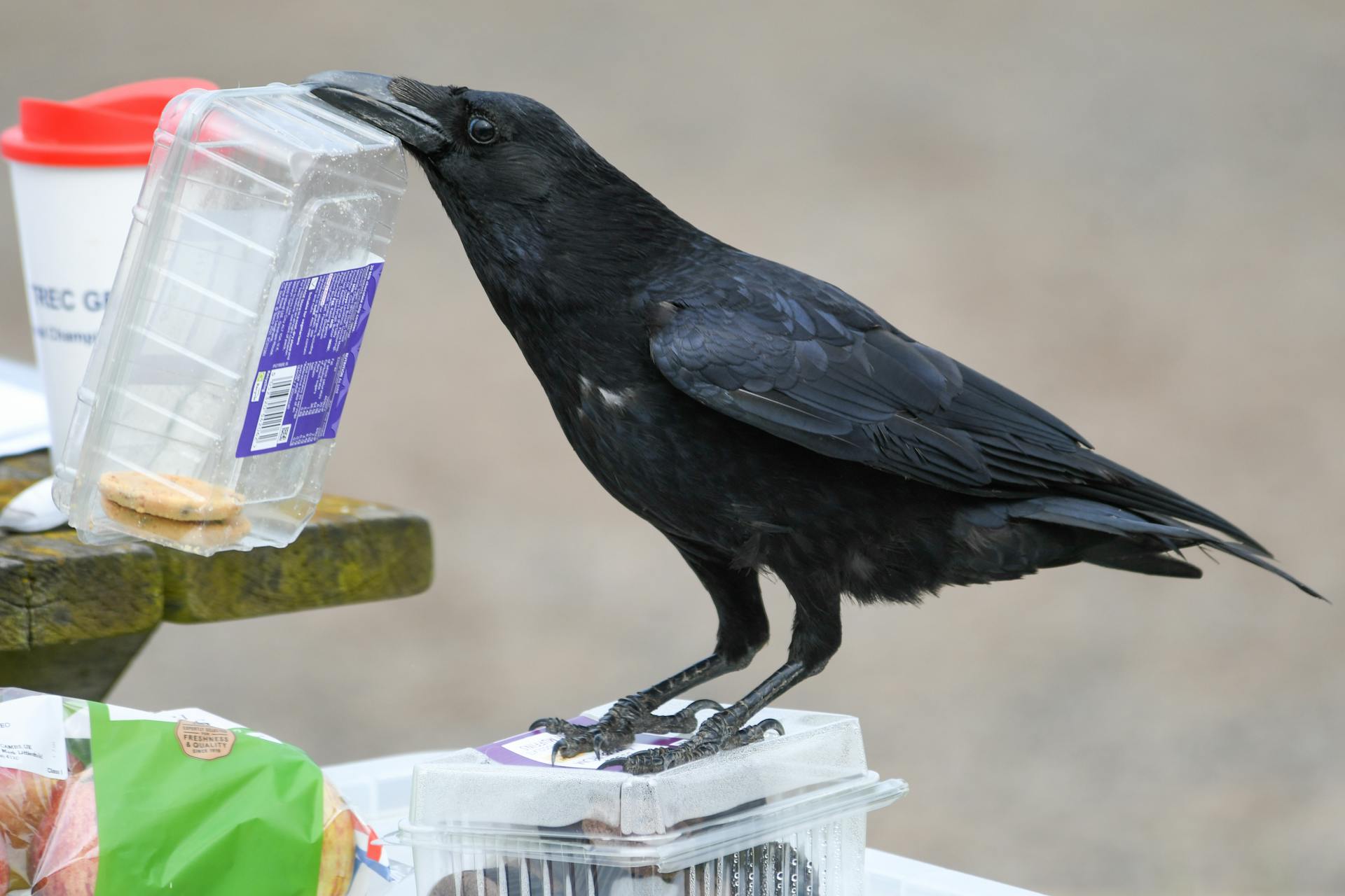 A carrion crow demonstrates its cleverness interacting with food packaging outdoors in Moulton, England.