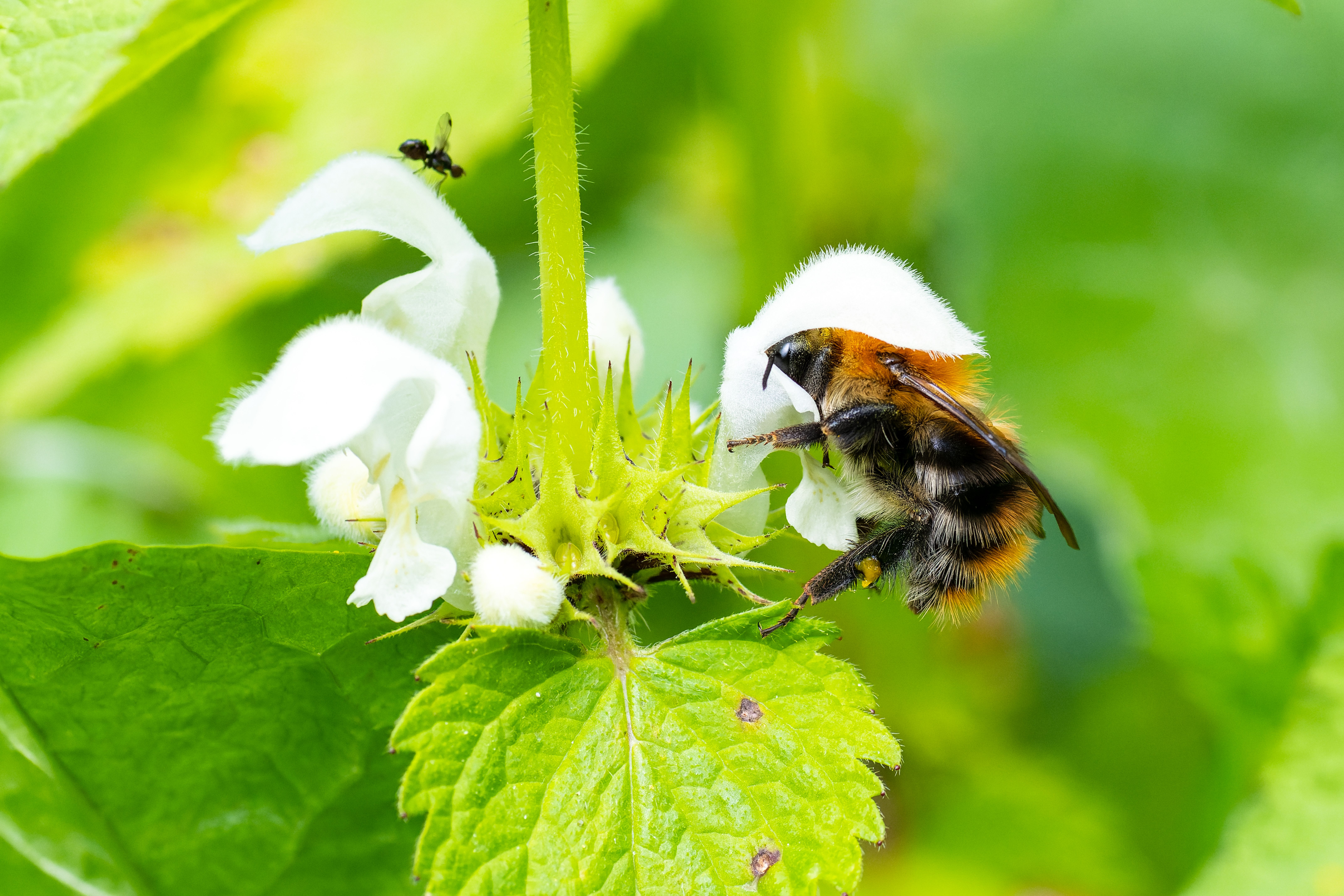 Close-up of Bumblebee Pollinating White Flower · Free Stock Photo