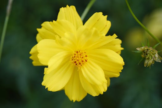 Close-up of a vibrant yellow cosmos flower in full bloom, showcasing delicate petals and natural beauty.
