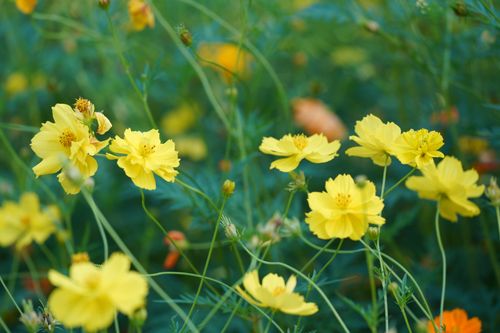 Free Bright yellow Cosmos flowers blooming in a lush green outdoor setting, capturing the essence of summer. Stock Photo