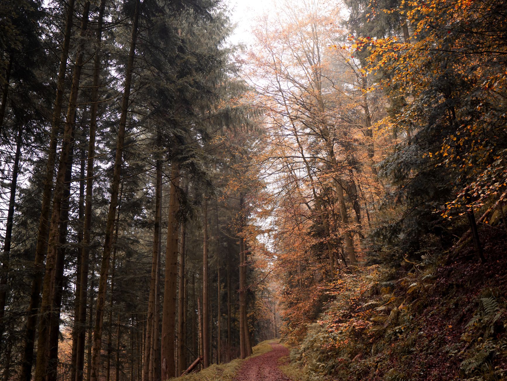 Waldspaziergang im Nieselregen