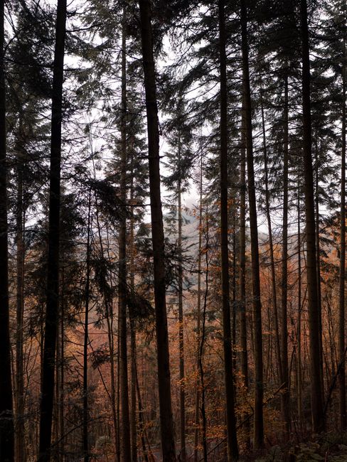 Tall trees in an autumn forest in Landau, Germany, with subdued light and earthy tones.