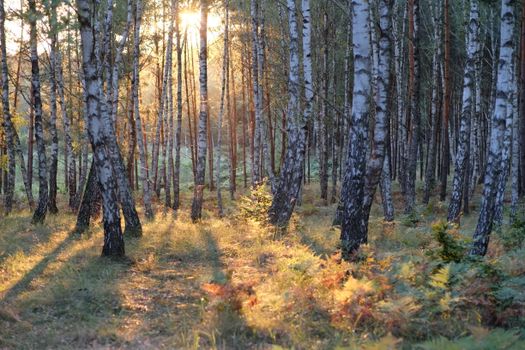 Sun rays filter through birch trees in a peaceful forest setting during golden hour.