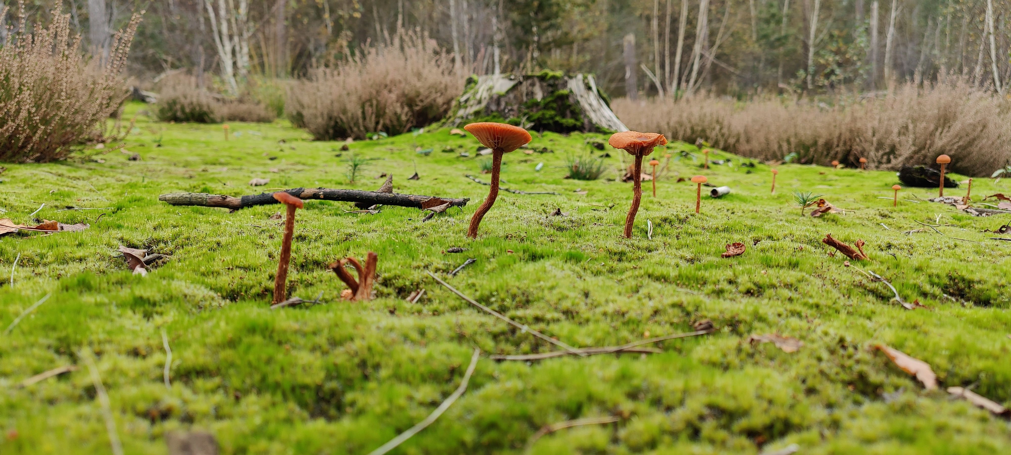 Wild Mushrooms Growing on Mossy Forest Floor in Belgium · Free Stock Photo