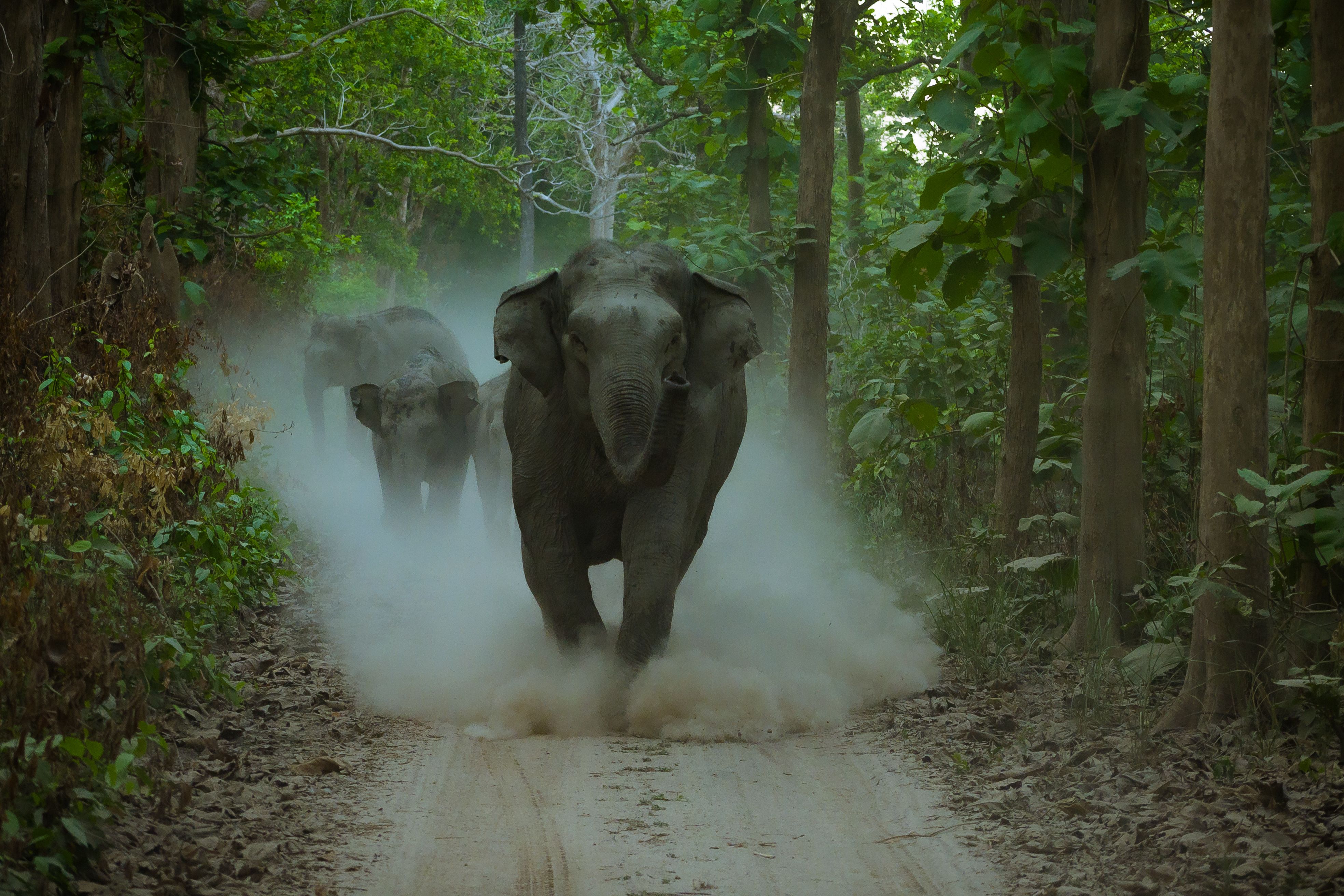 [ColoSach]-asian-elephants-running-through-a-dust-trail-in-a-dense-forest,-capturing-their-majestic-movement-and-natural-habitat.