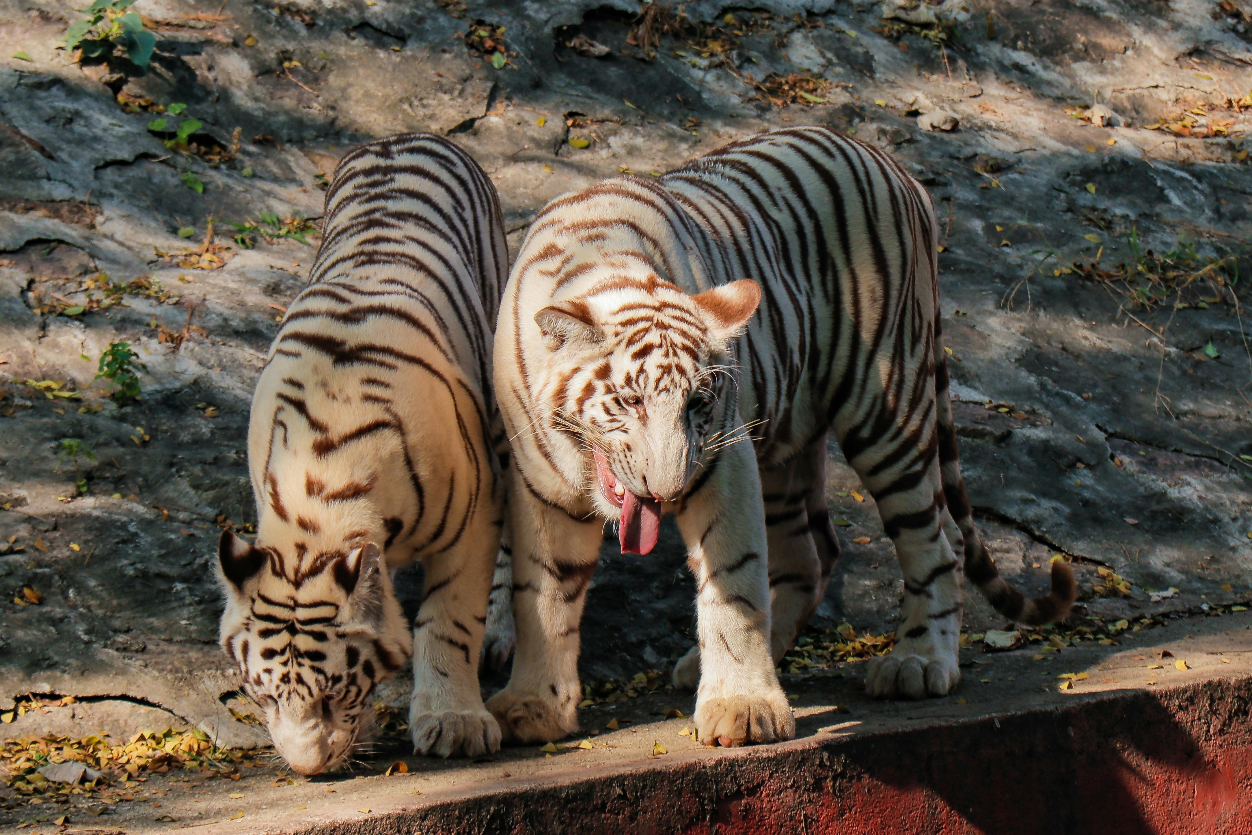 Tigers cautiously encouraged by Skubal's recovery outlook — Photo by Karan Mridha on Pexels