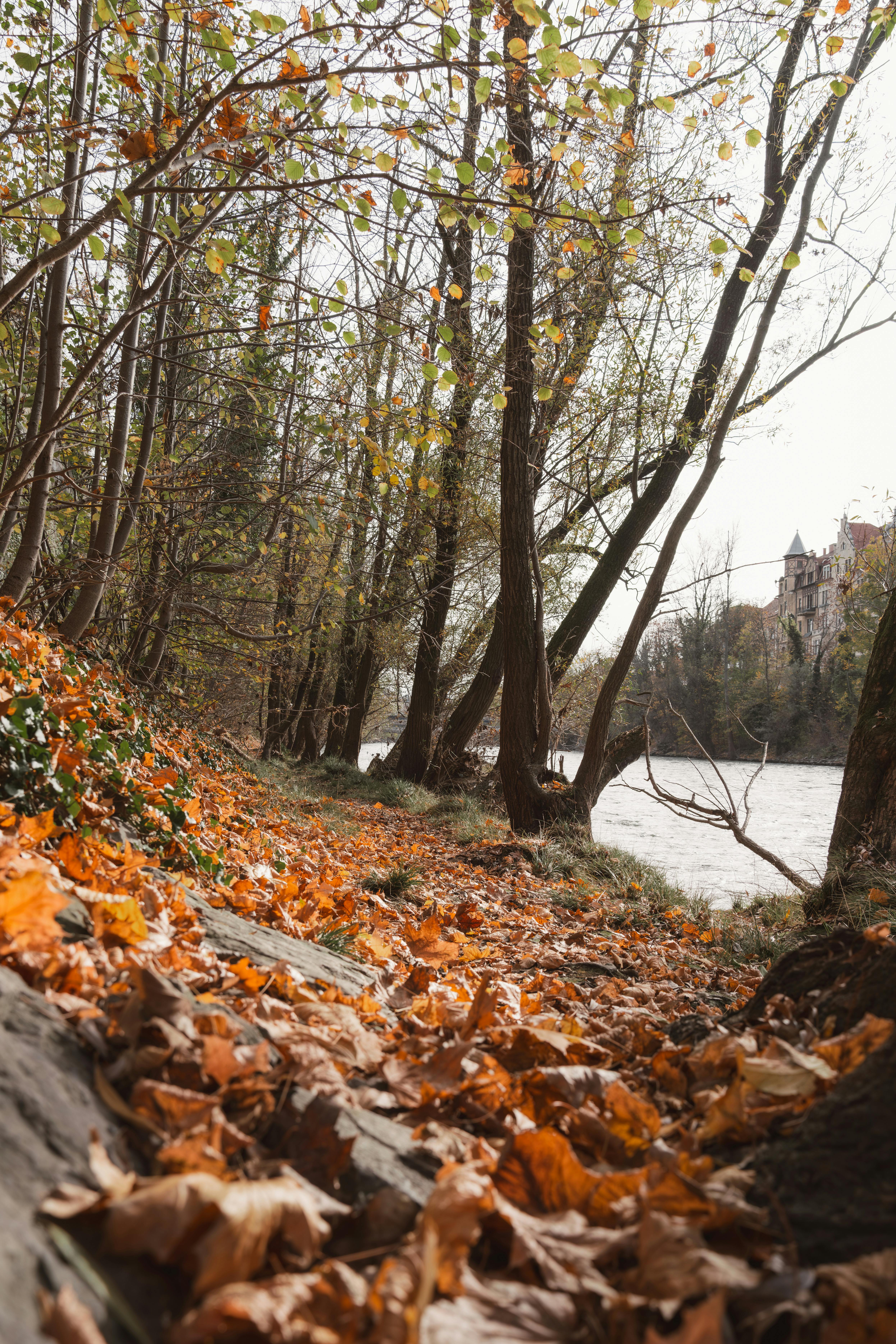 Scenic Autumn Forest in Graz, Austria · Free Stock Photo