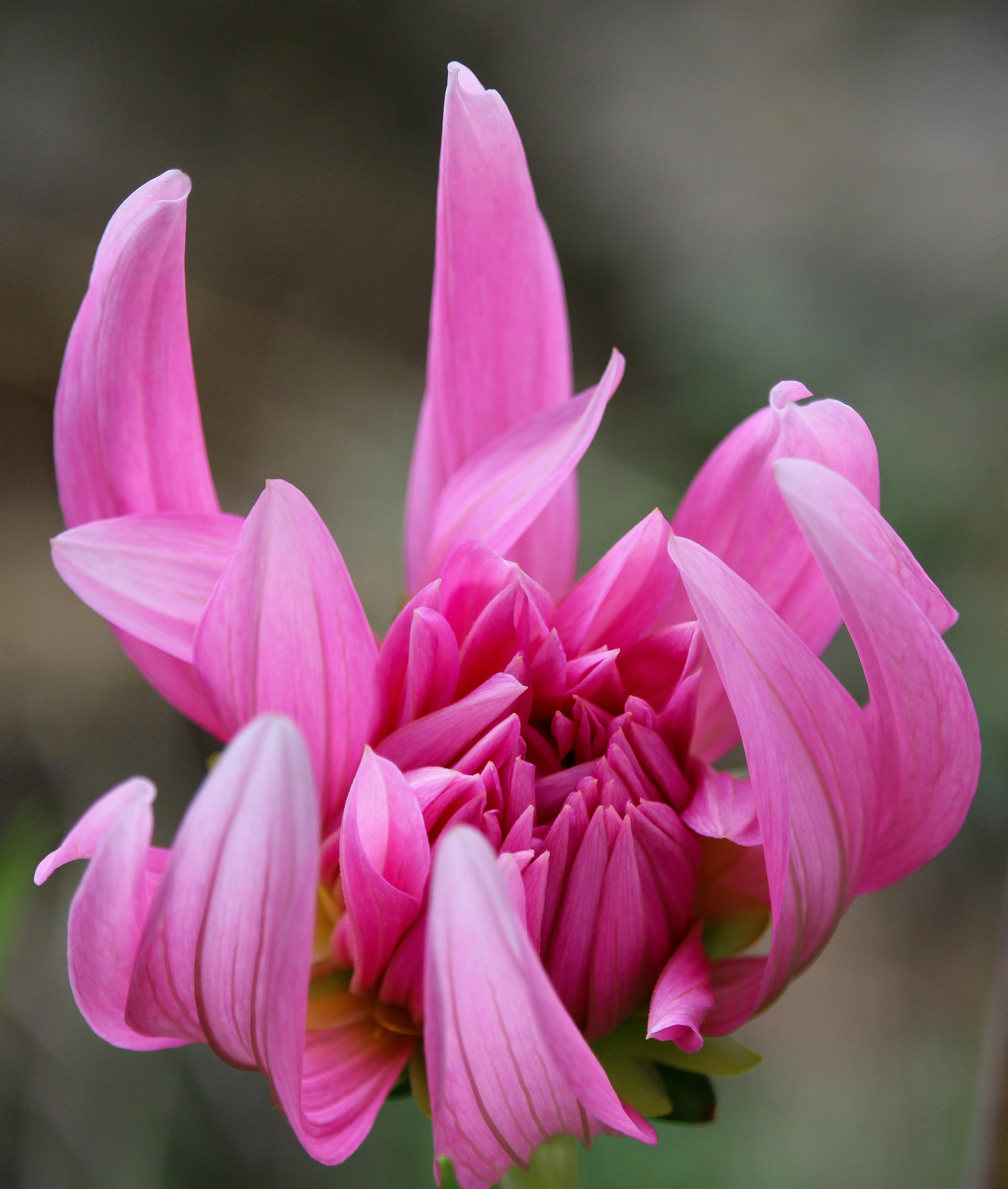 Detailed close-up of a vibrant pink dahlia flower in full bloom with delicate petals.