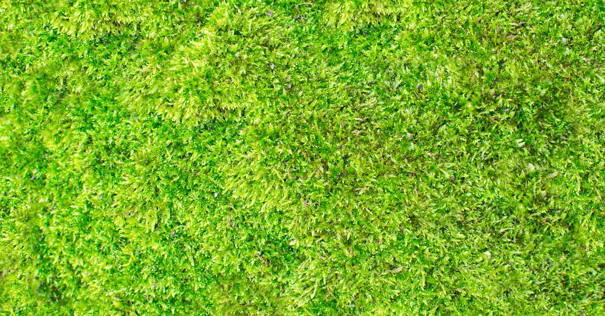 Free stock photo of abstract, background, football