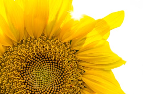 Gelbe Sonnenblume