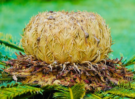 Detailed macro shot of a cycad plant with snails, showcasing its unique structure and texture.