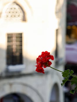 Stunning red geranium against a blurred historic building in sunny Bursa, Türkiye.