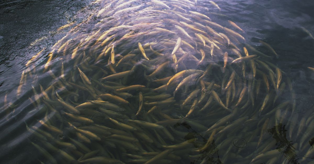 Fish In Rivber School of Fish in River Waters of Georgia · Free Stock Photo