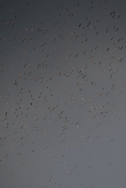 Flights: Soaring Above the Vastness Flights: Soaring Above the Vastness