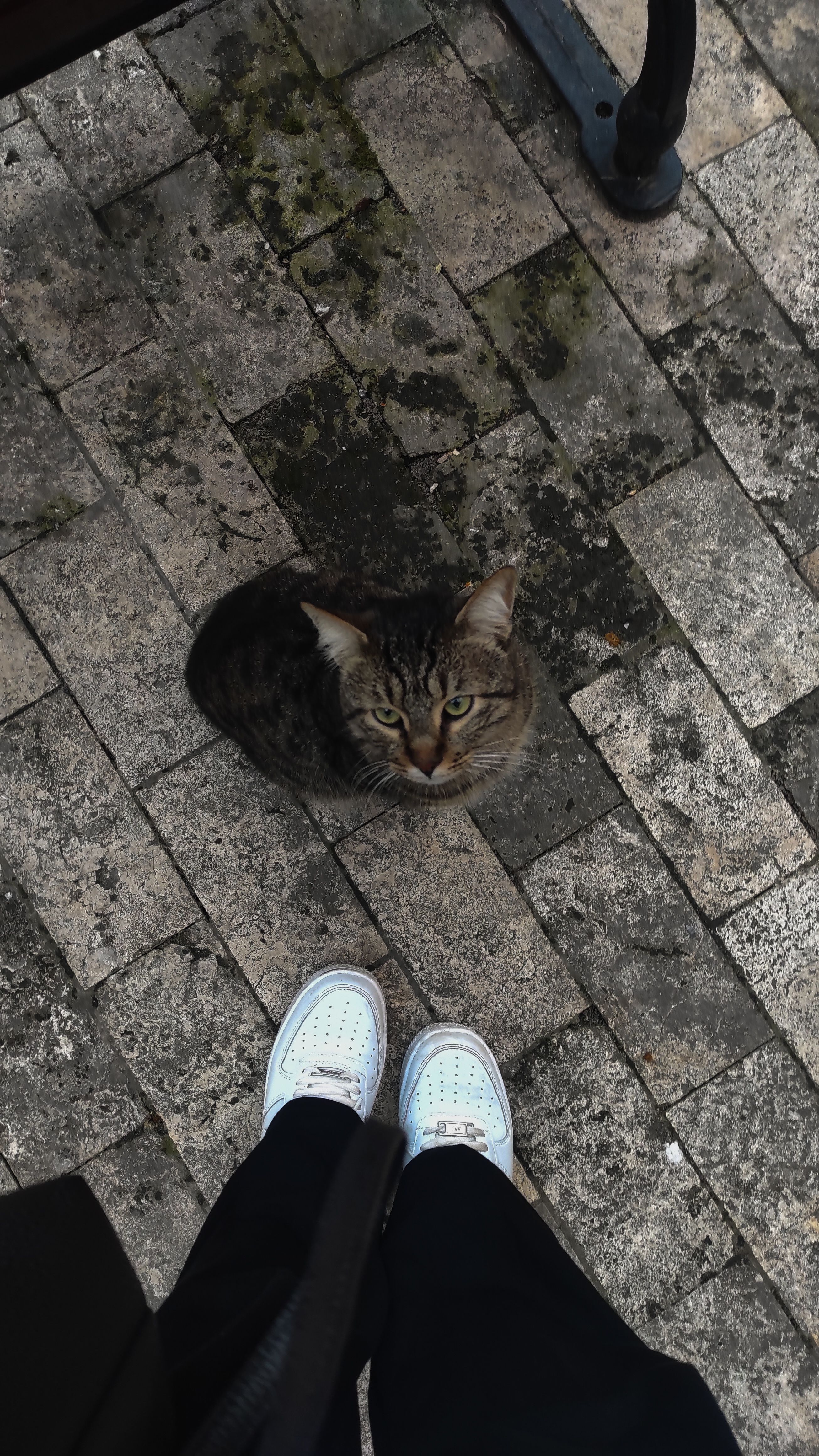 A tabby cat sits on a stone pavement, viewed from above with shoes visible.