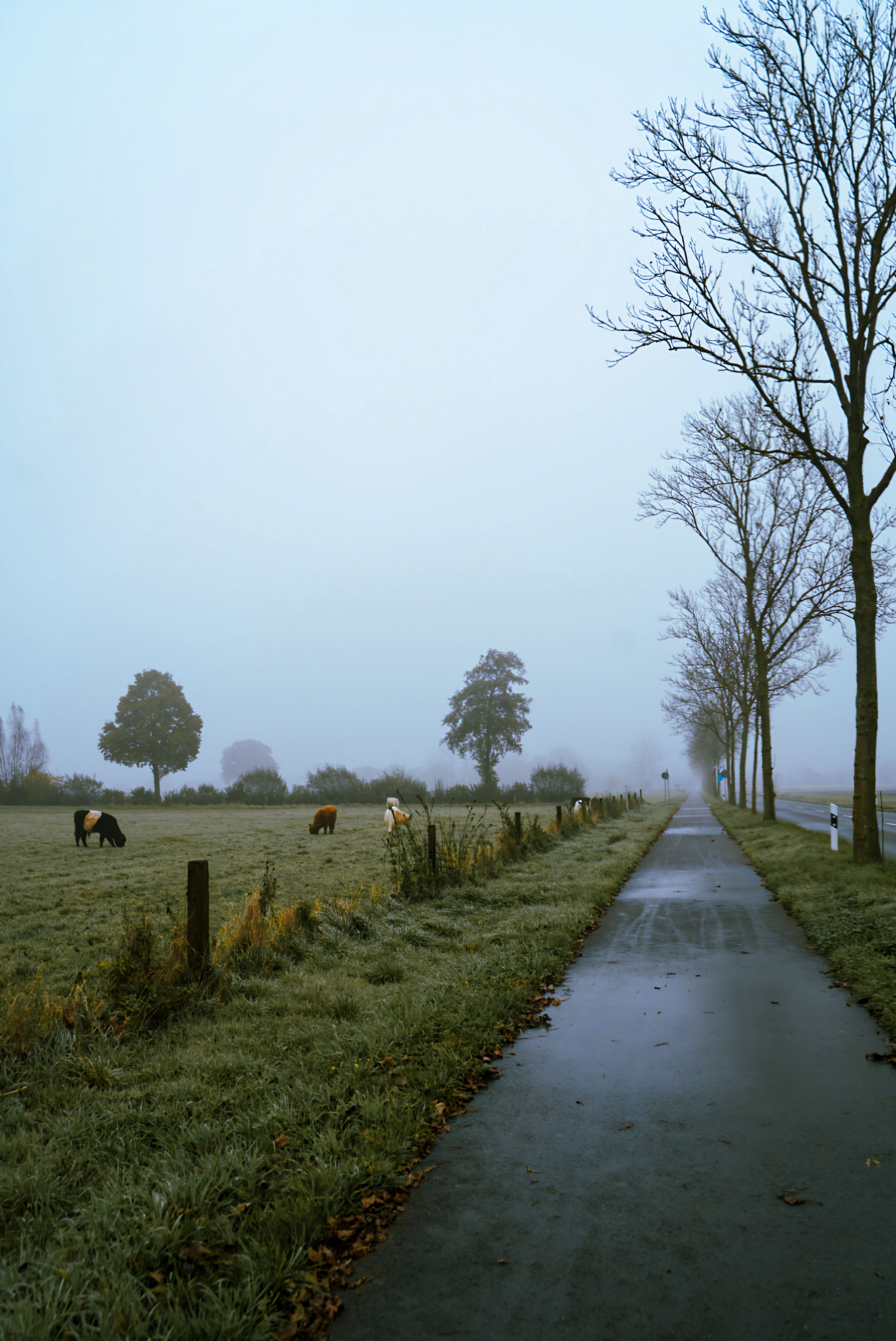 Foggy Countryside Path with Grazing Cows · Free Stock Photo