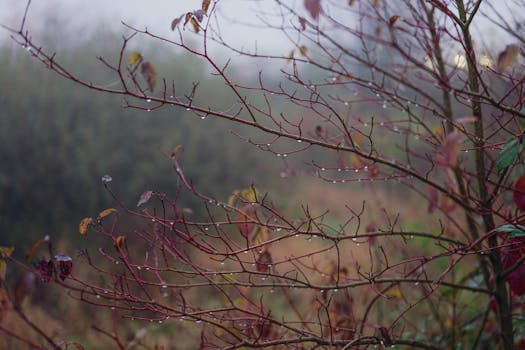 Close-up of bare branches with dew in a misty autumn setting.