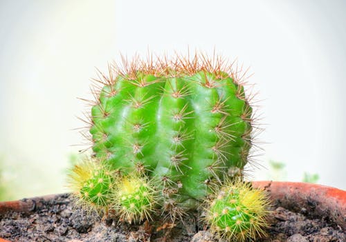 Gratis stockfoto met boom, cactus, cactusbloem Stockfoto