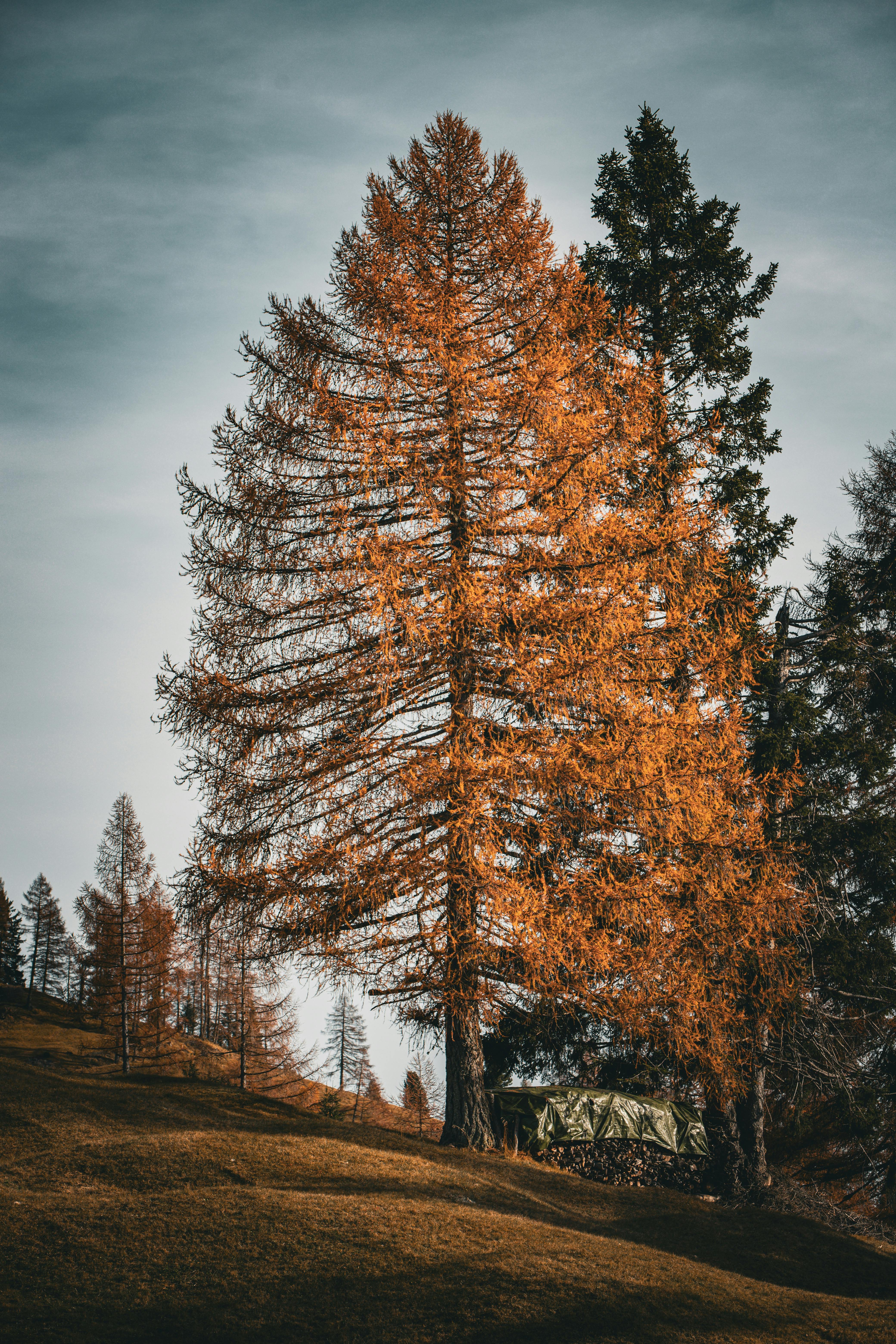 Lärche – Larix decidua