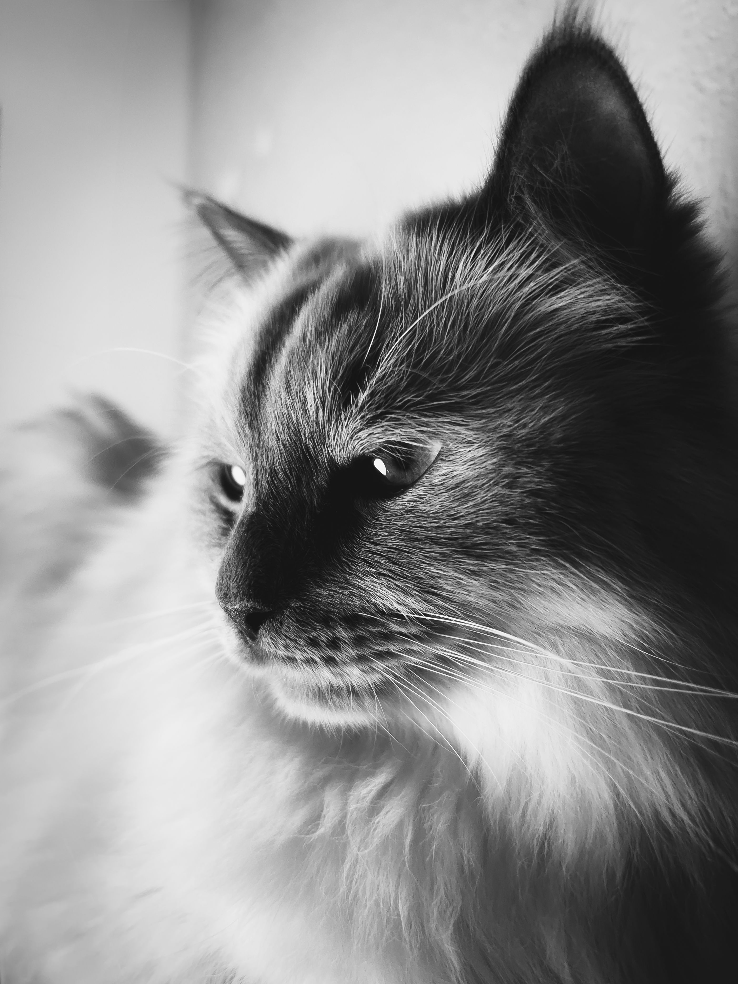 Black and White Portrait of a Fluffy Cat · Free Stock Photo