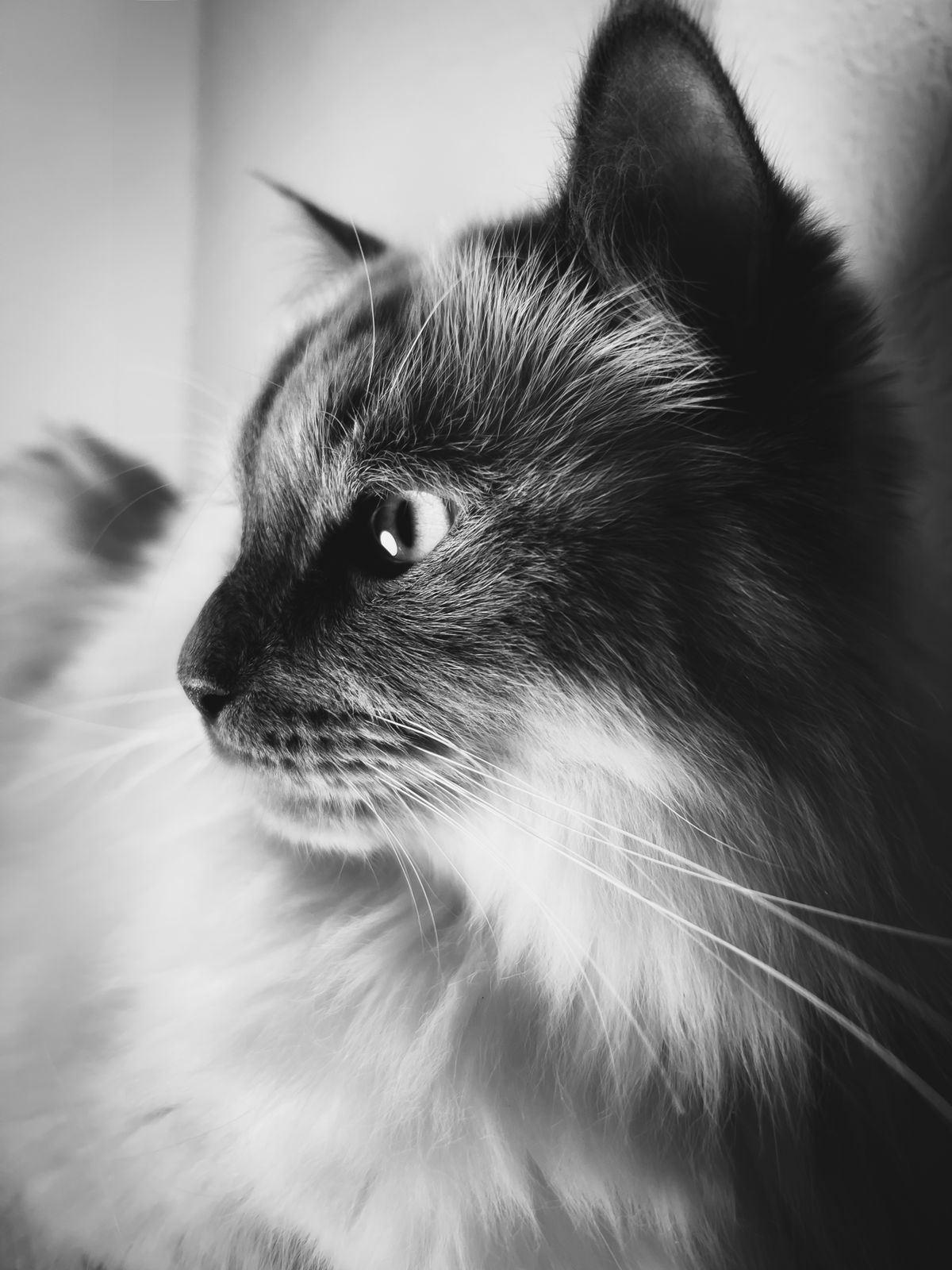 Cute pink wallpaper 4k cat desktop photos download the best free cute