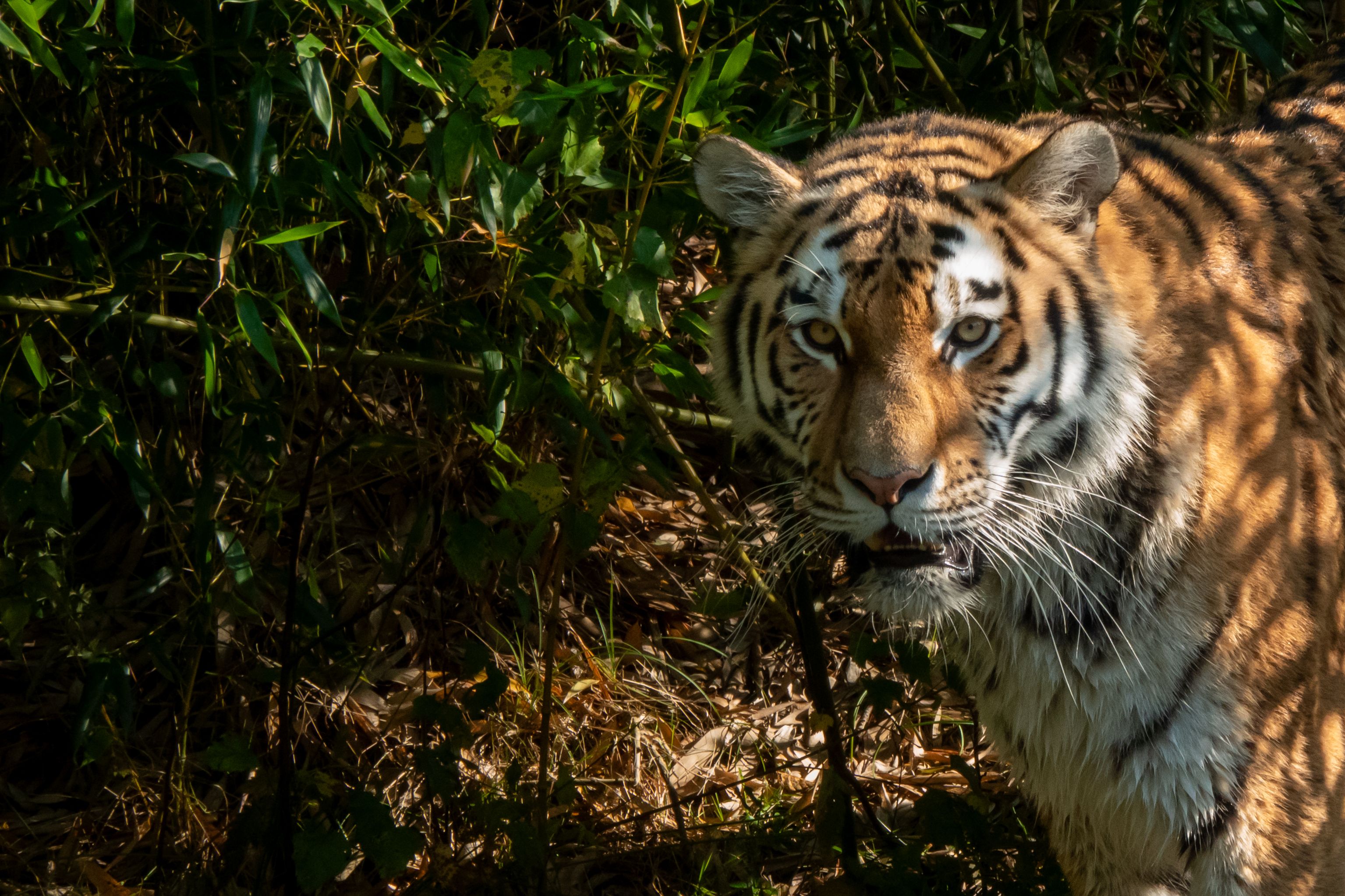 Ranthambore, India