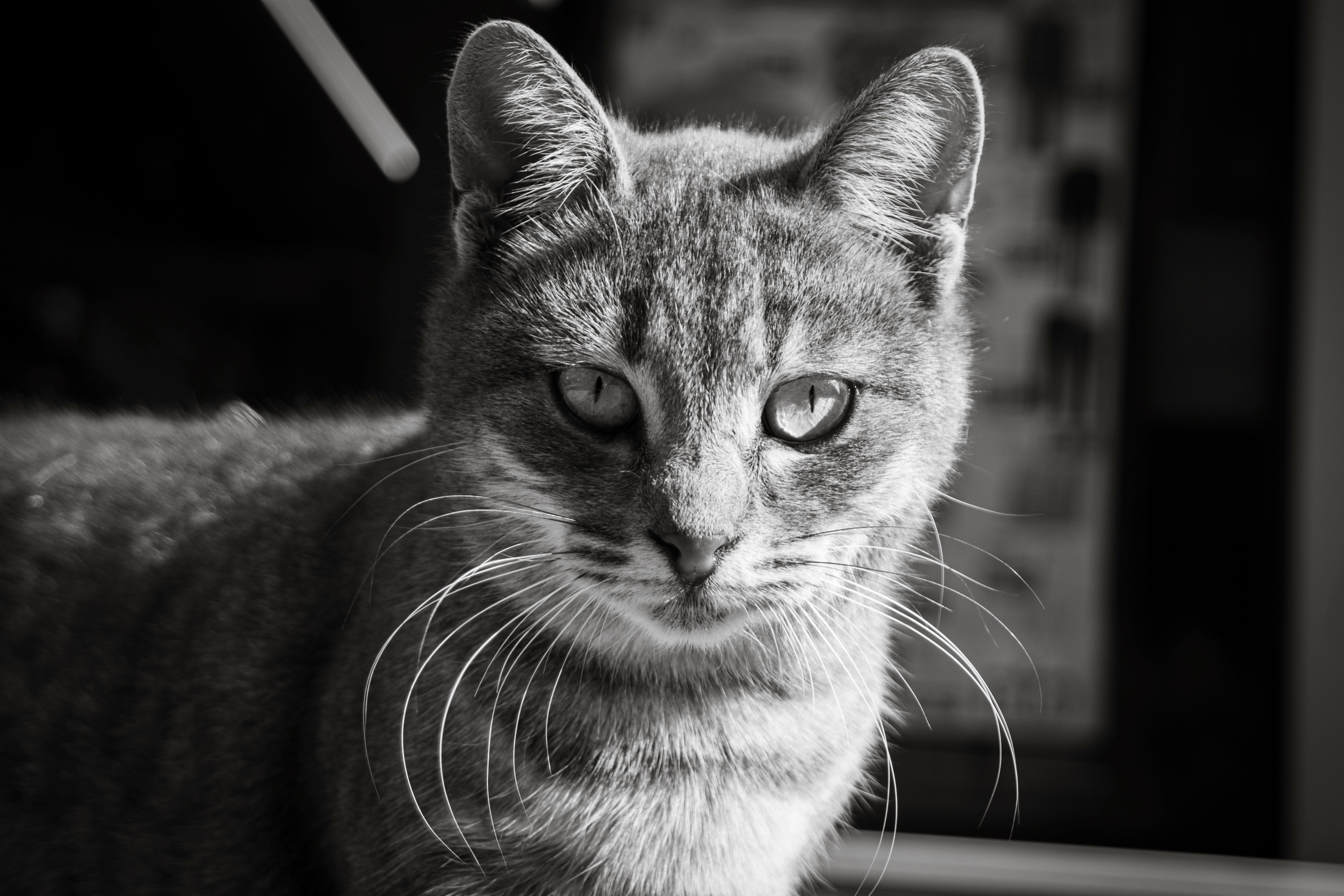 Veterinary care for a cat