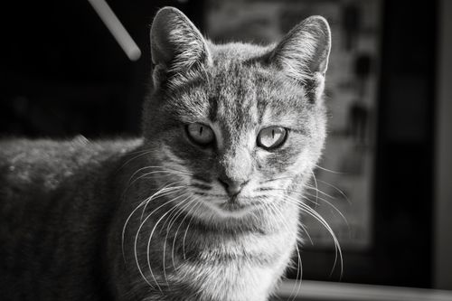 Free Elegant grayscale close-up of a gray cat gazing with intensity. Stock Photo