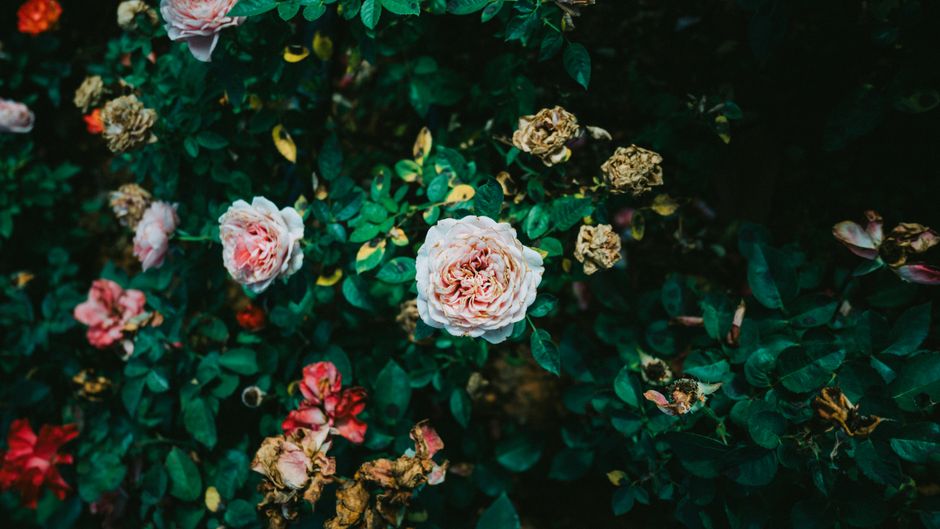 Captivating garden scene with vibrant blooming and fading roses amidst lush greenery.