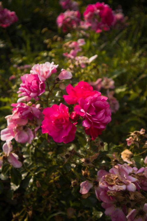 Blooming Roses in Natural Sunlight · Free Stock Photo