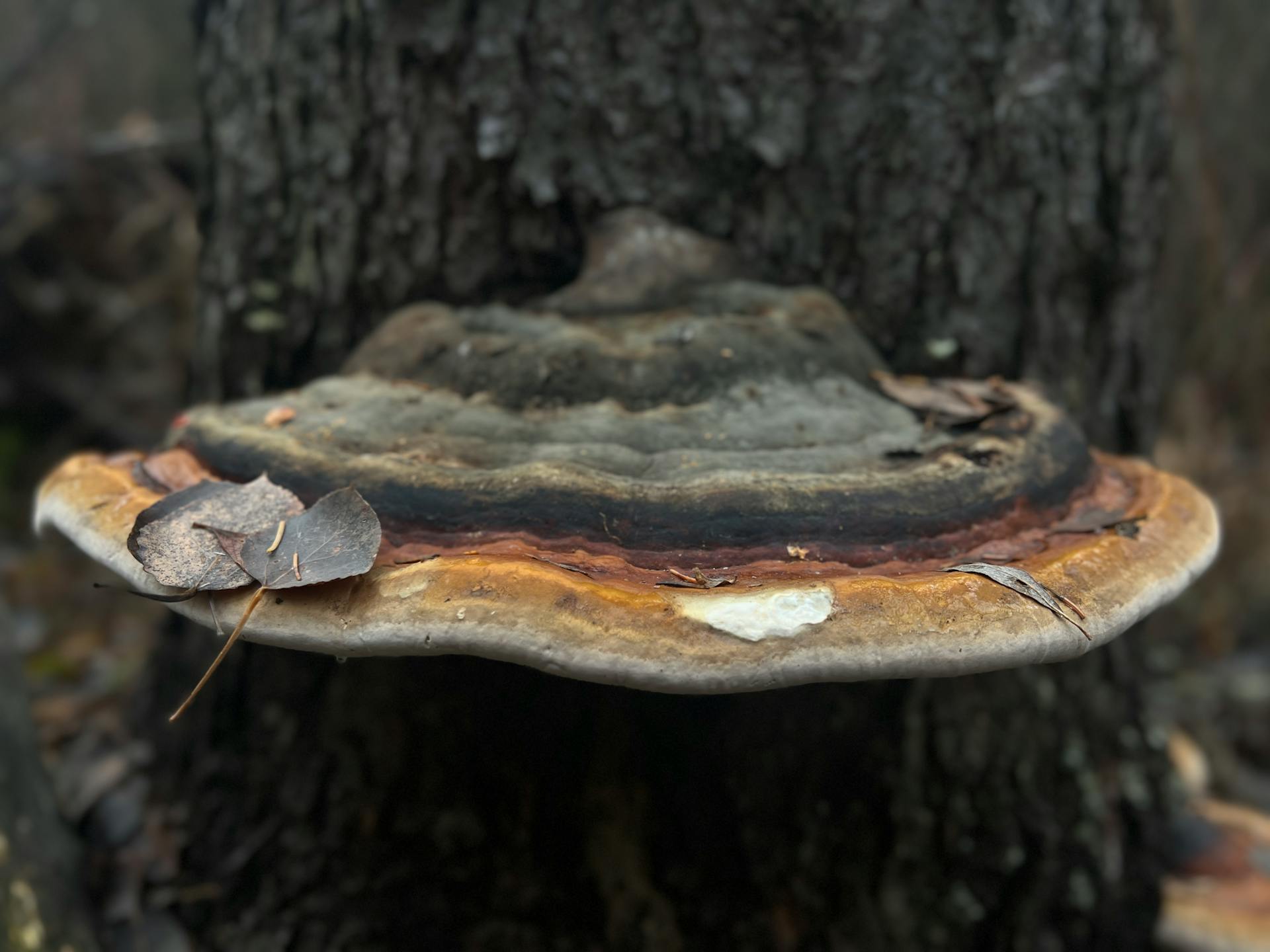 Detailed view of a bracket fungus growing on a tree trunk in a natural setting.