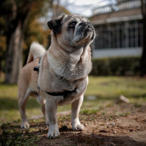 Photo of a Dog