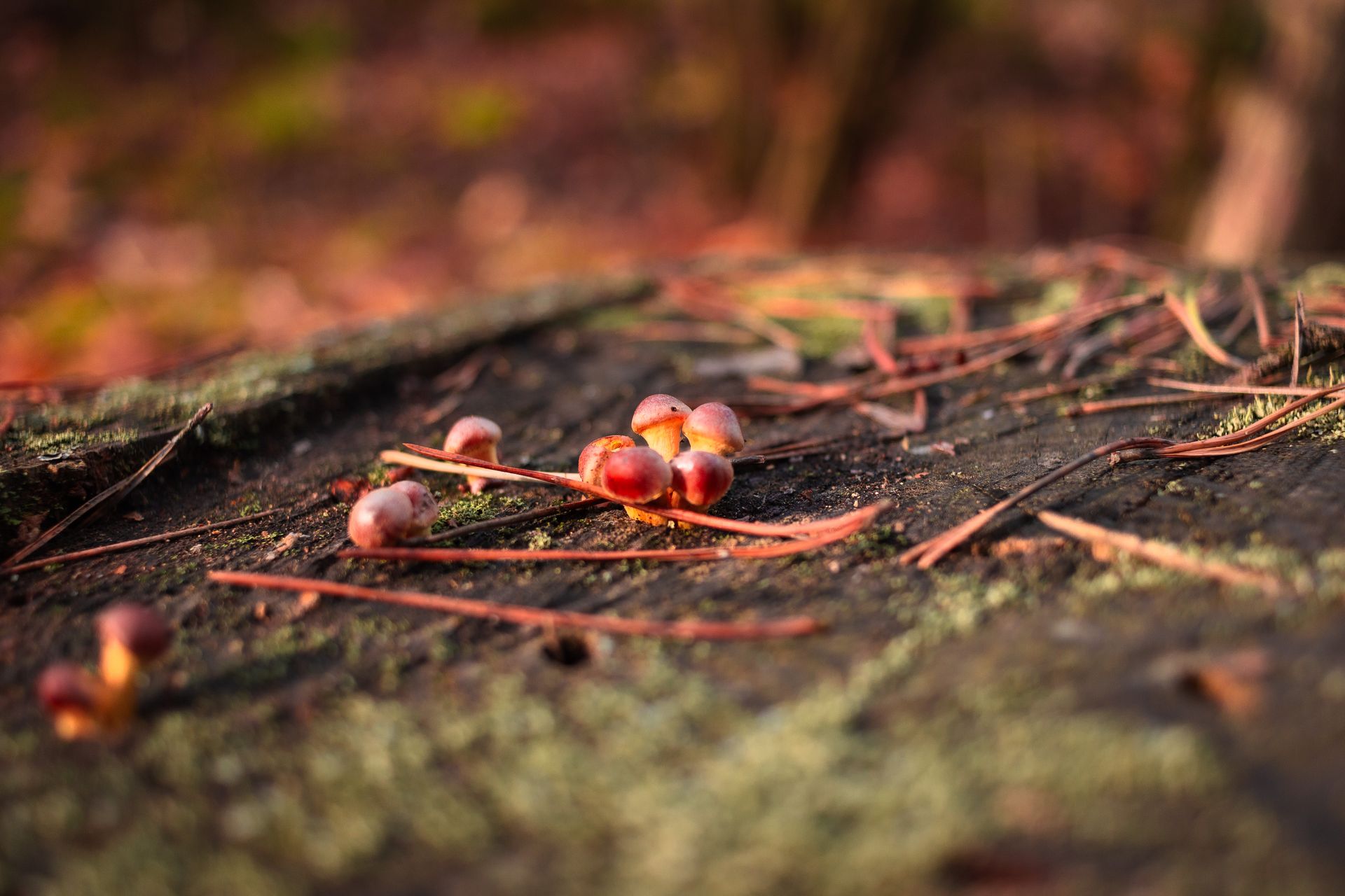 Detailed view of pine needles and acorns on a mossy forest floor during fall.
