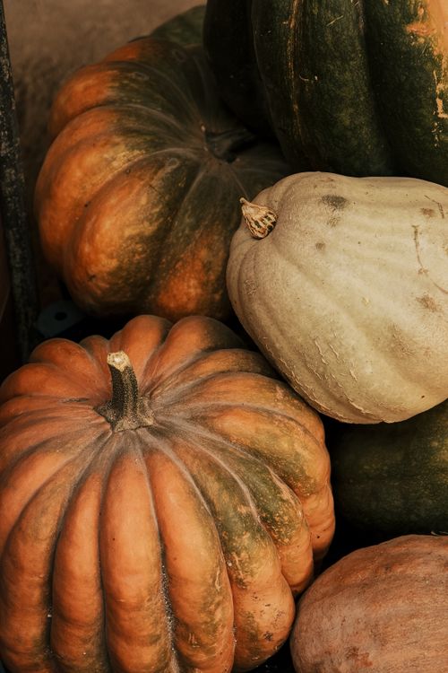 Free A close-up image showcasing various pumpkins with rich, earthy tones, perfect for fall themes. Stock Photo