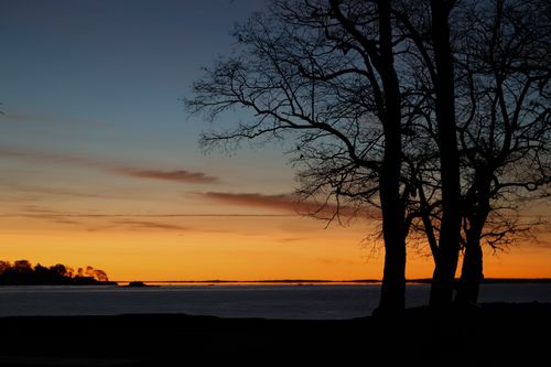 Free Beautiful sunrise with silhouettes of trees by the water in Cove Island Park, Stamford. Stock Photo