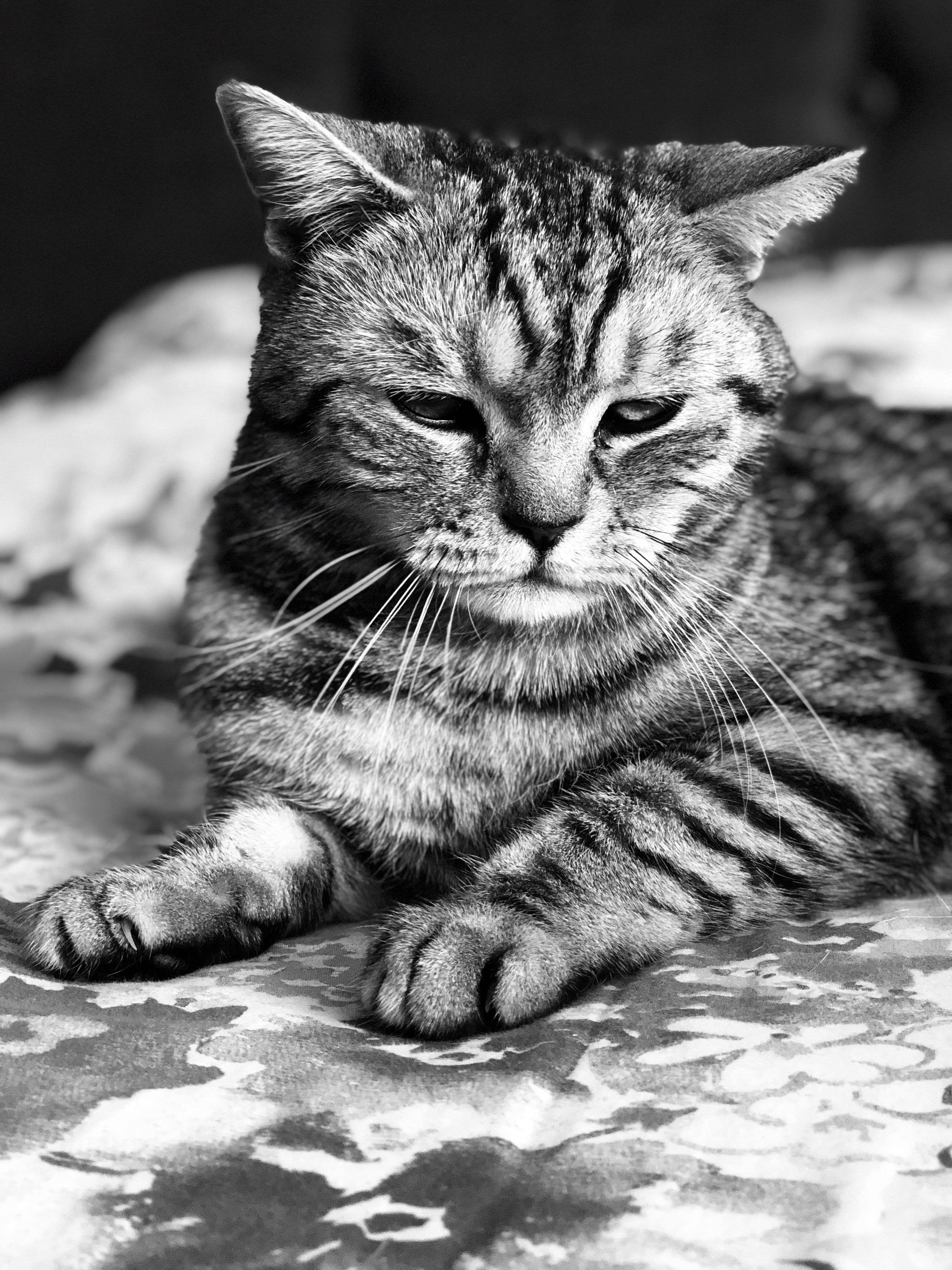 Serene Black and White Portrait of a Cat · Free Stock Photo