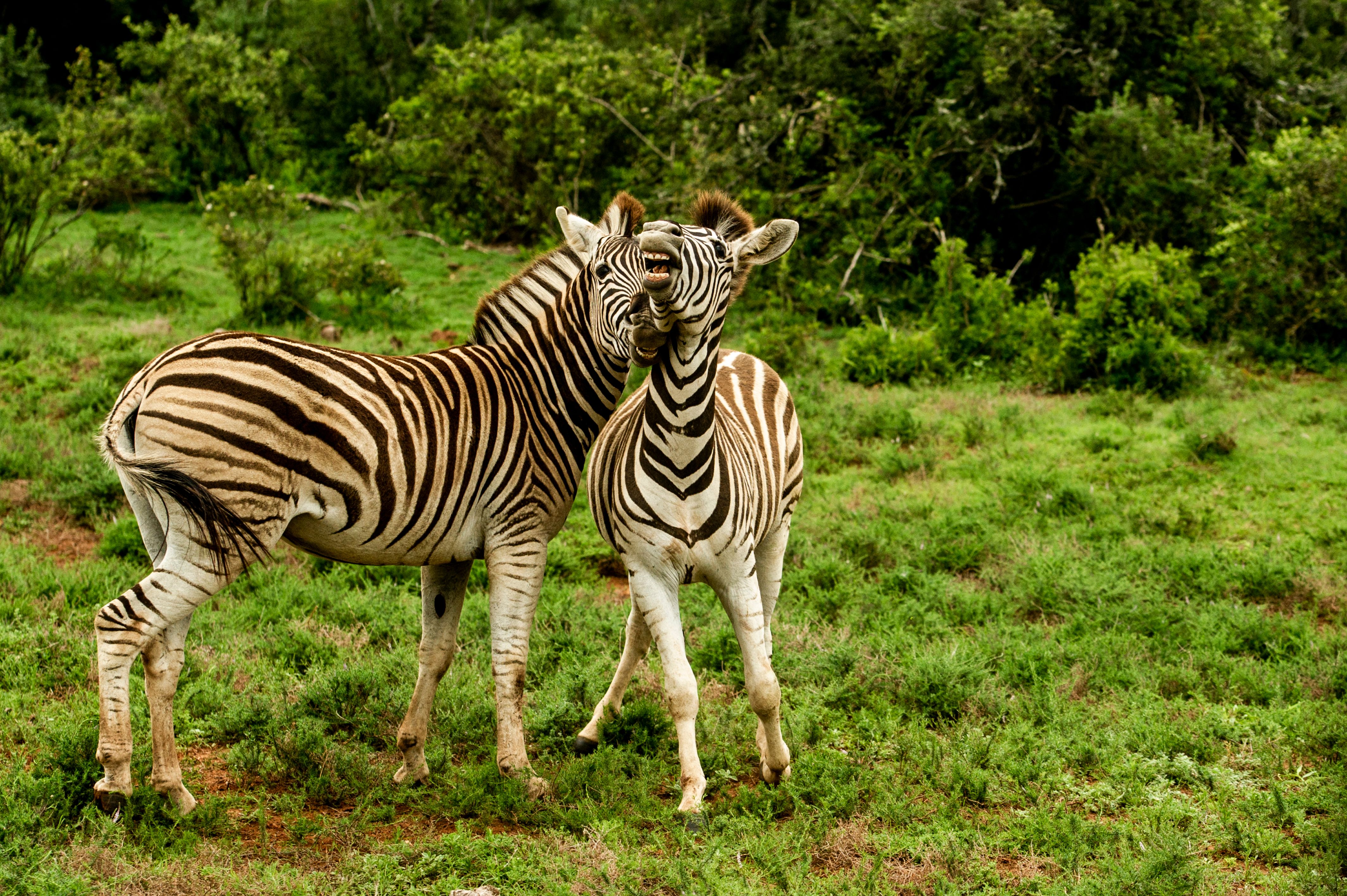 Cebras Juguetonas Pastando En La Sabana Africana · Foto de stock gratuita