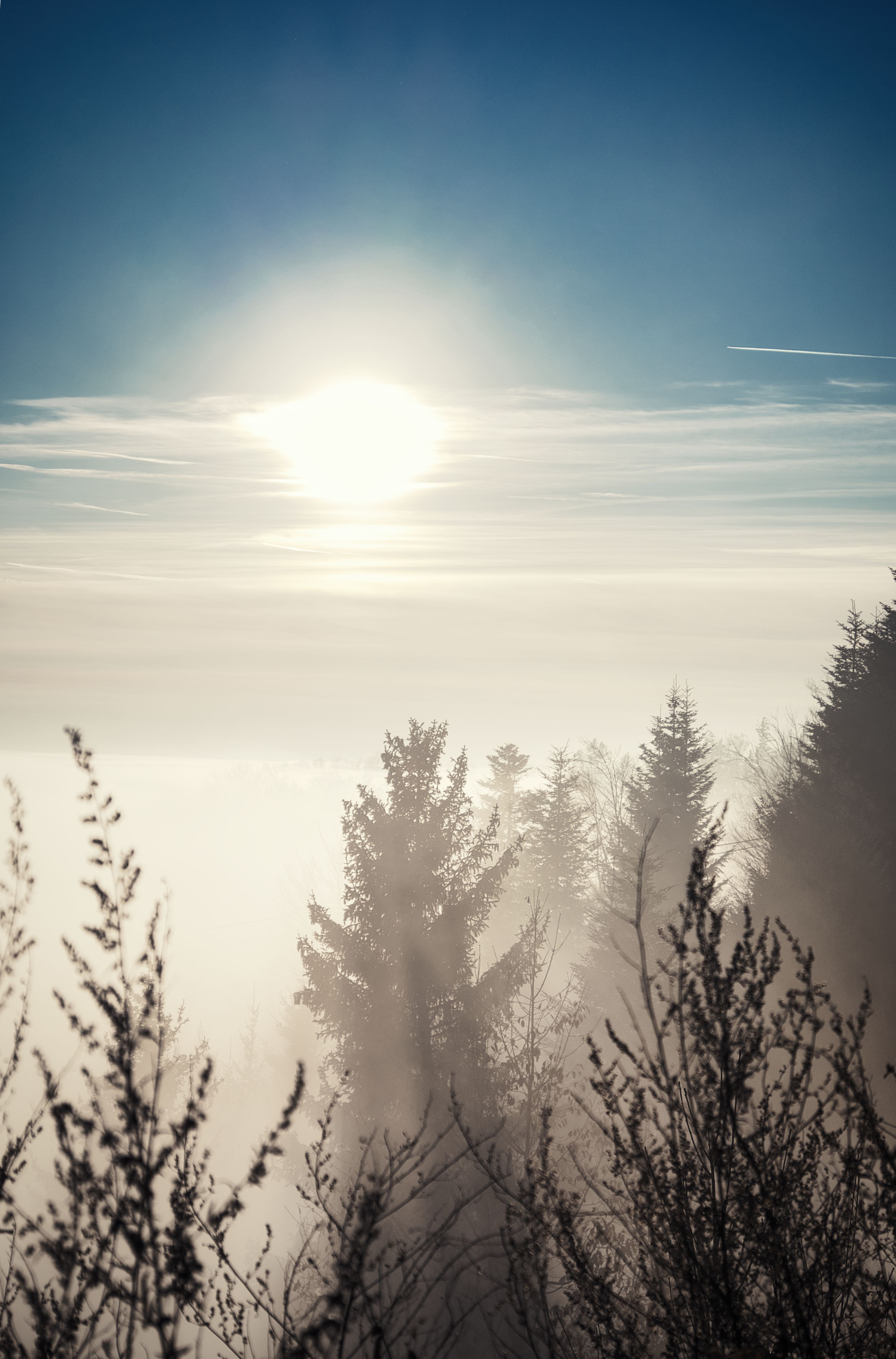 Serene Sunrise Over Misty Pine Forest · Free Stock Photo