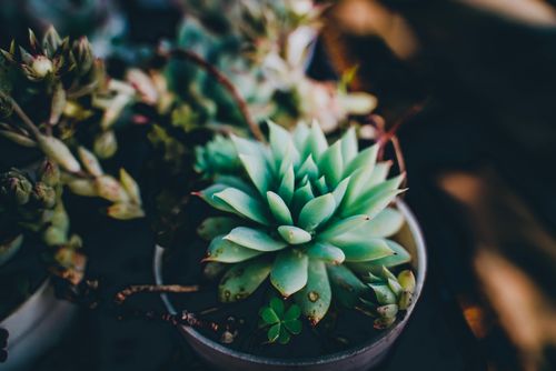 Free Close-up of a vibrant succulent in a pot, showcasing its natural beauty. Stock Photo