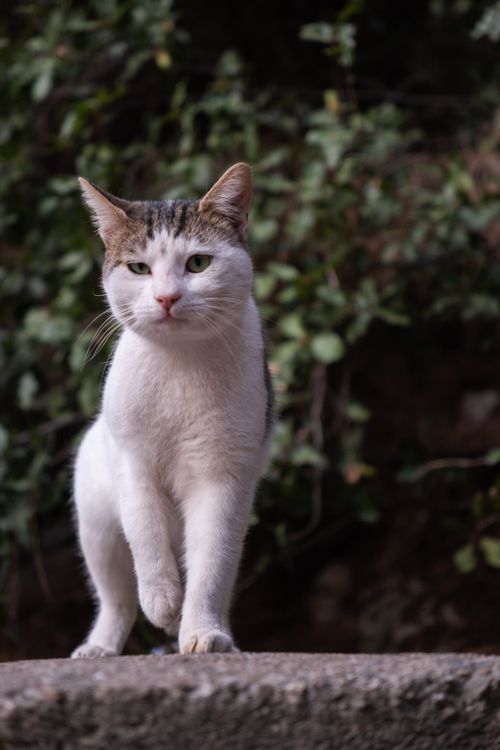 Free A curious street cat stands on a ledge in İzmir, Türkiye, surrounded by lush greenery. Stock Photo
