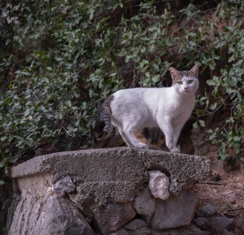 Free A curious stray cat standing on a stone ledge amidst greenery in İzmir. Stock Photo