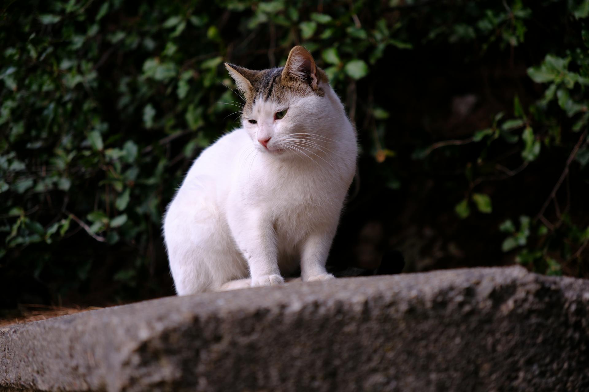 Cozy alley cat sitting on a stone, captured in İzmir, Türkiye.