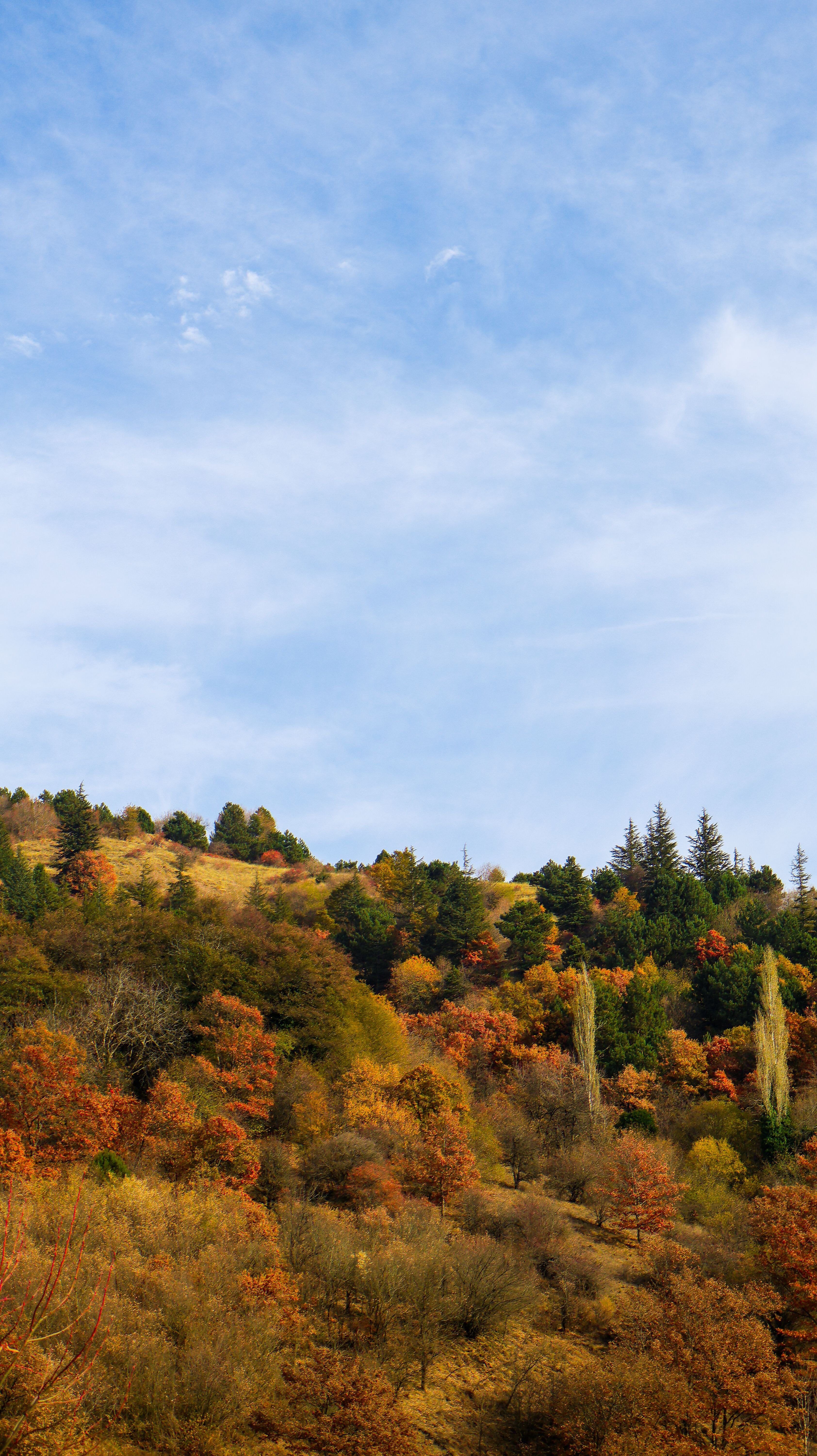 Vibrant Autumn Woodland Landscape under Blue Sky · Free Stock Photo