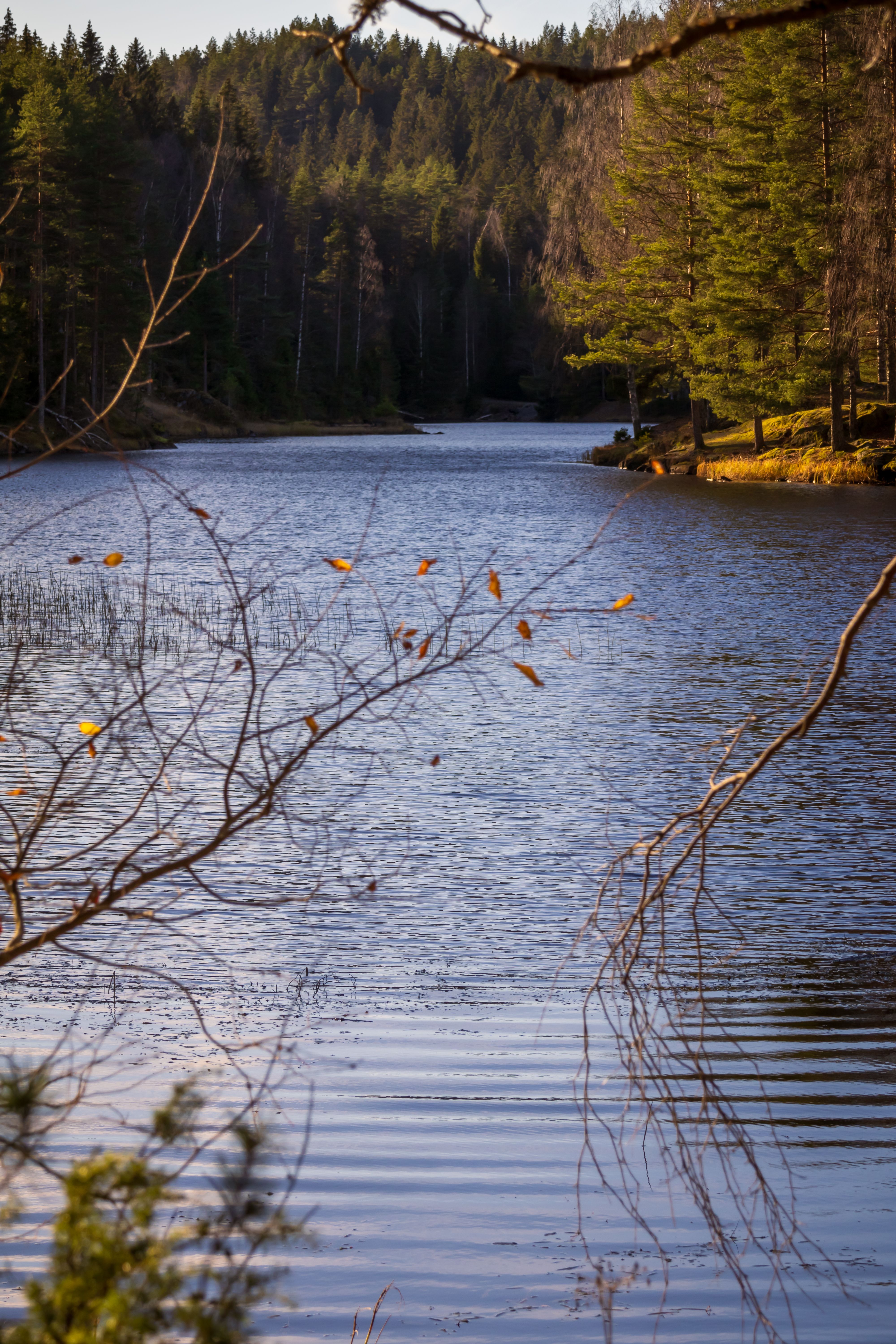 Serene Autumn Lake with Forest Background · Free Stock Photo