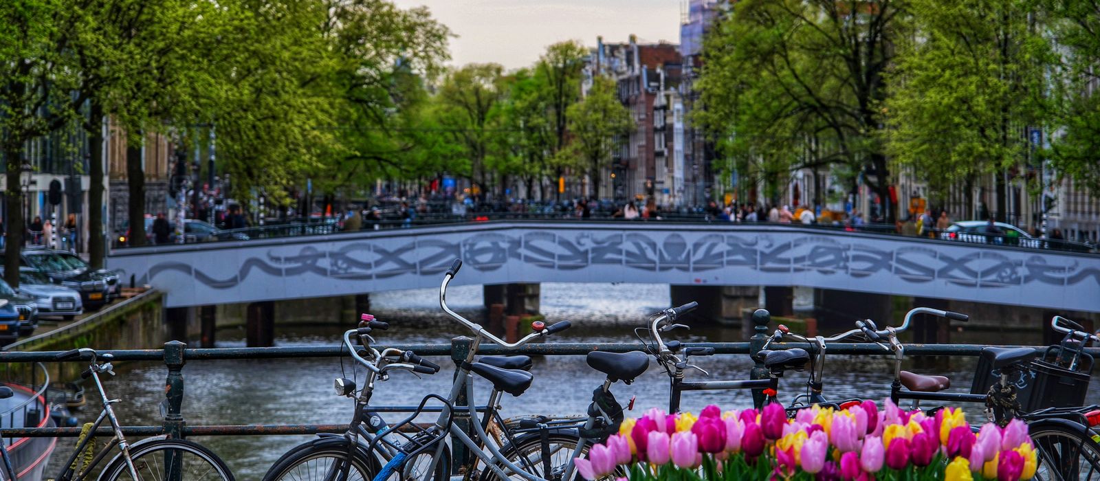 Scenic view of bicycles and vibrant tulips on an Amsterdam canal bridge during spring.