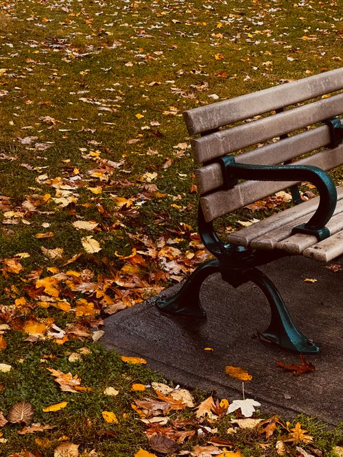Free A solitary park bench amidst fallen autumn leaves, capturing the serene fall atmosphere. Stock Photo